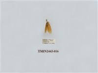 藏品(燈蛾29)的圖片